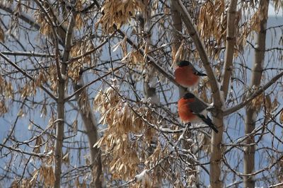 Bird perching on bare tree