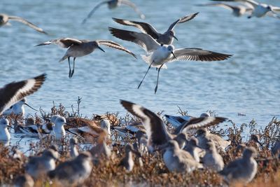 Seagulls flying over sea