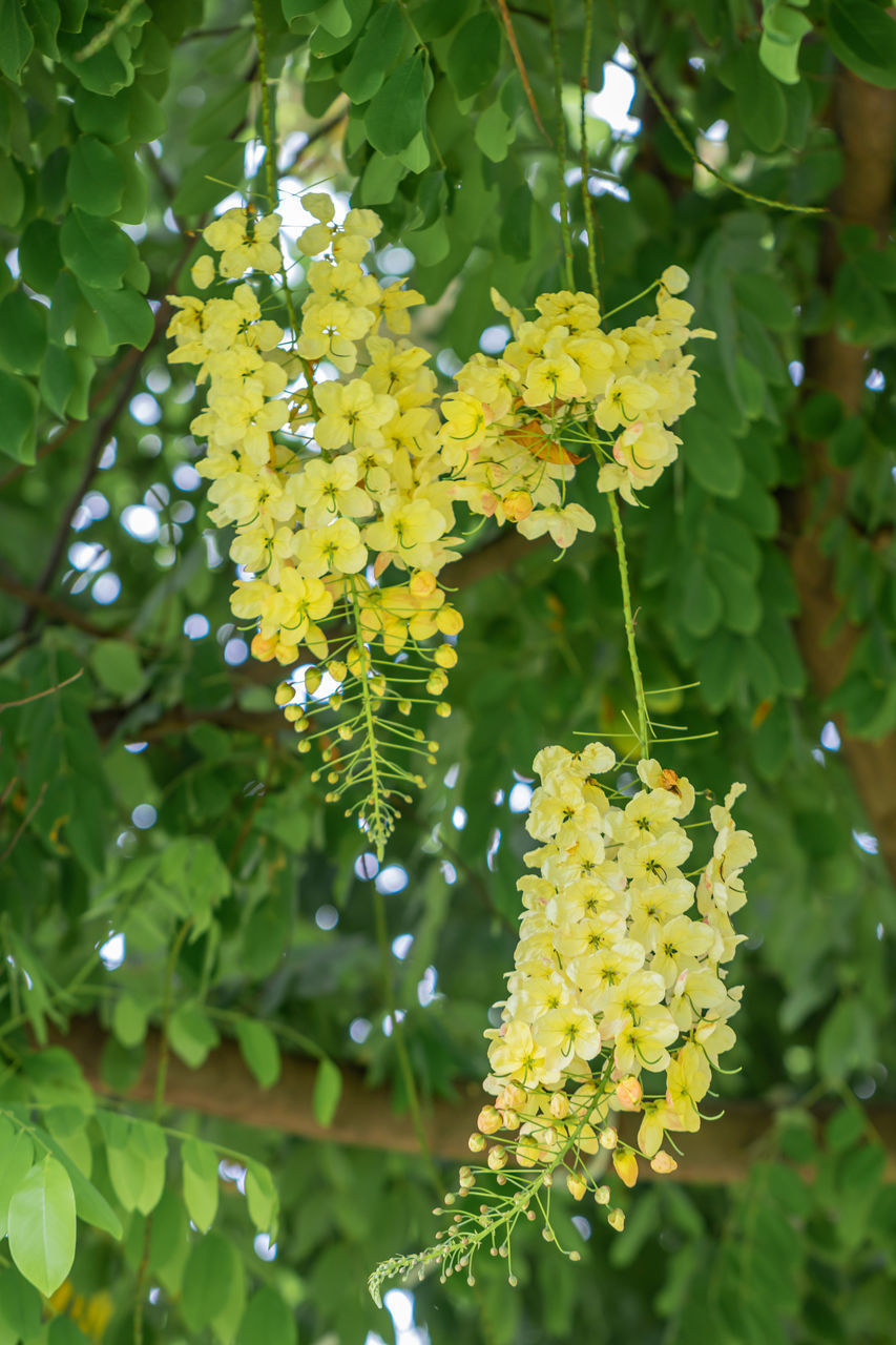 CLOSE-UP OF YELLOW FLOWERING PLANT AGAINST BLURRED BACKGROUND