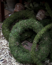 High angle view of succulent plant