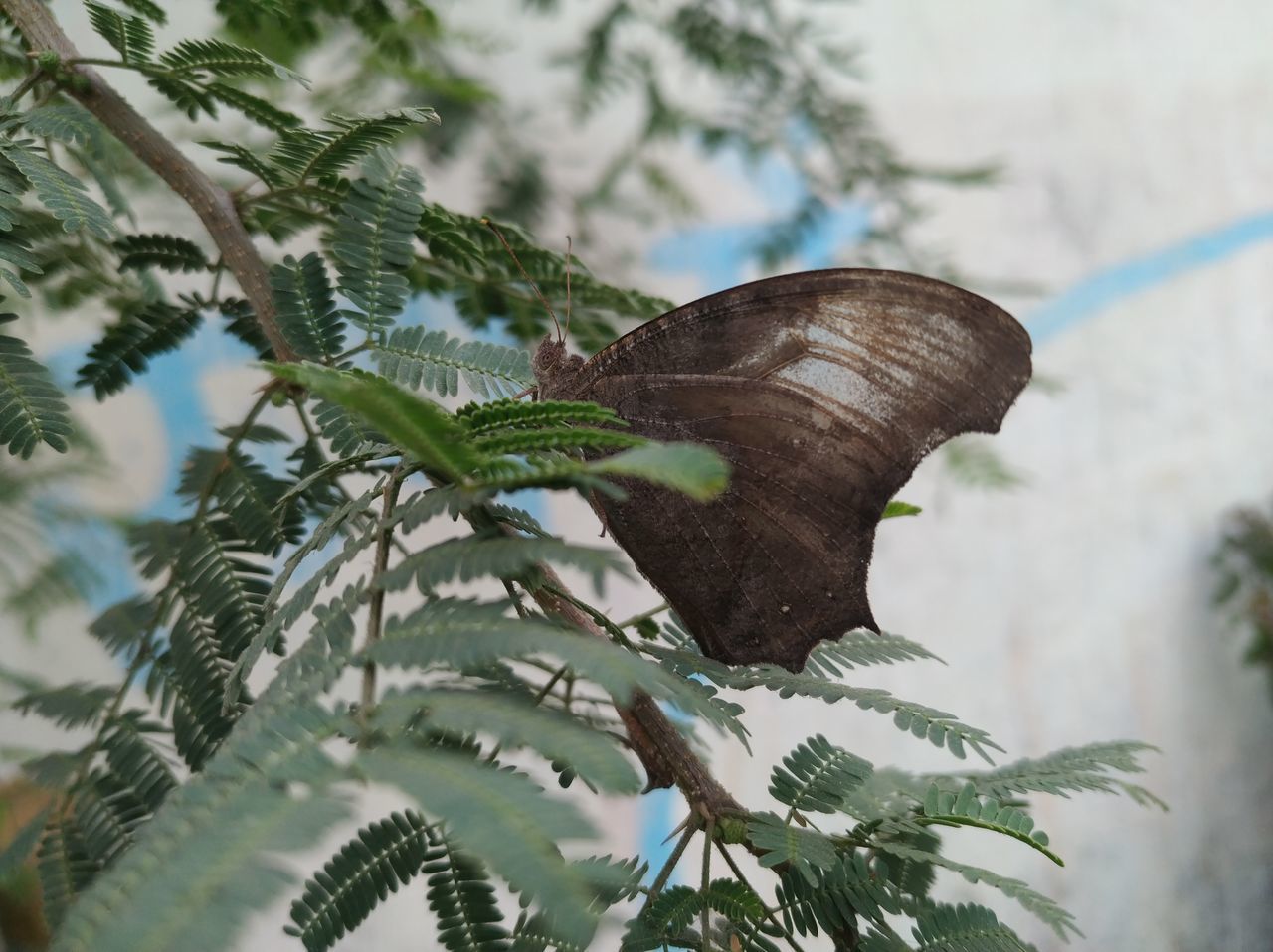 CLOSE-UP OF BUTTERFLY ON PLANTS