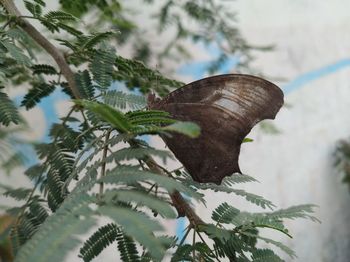 Close-up of butterfly on plant