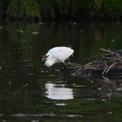 Close-up of white duck on lake
