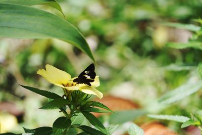 Close-up of butterfly pollinating flower