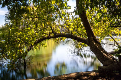 Sunlight streaming through trees in lake