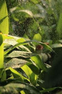 Close-up of wet plant leaves during rainy season