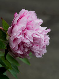 Close-up of pink rose flower