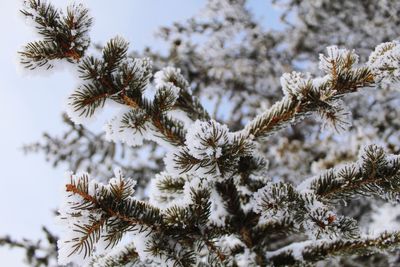 Close-up of pine tree during winter