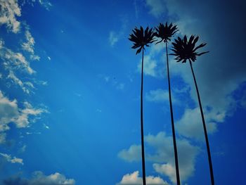 Low angle view of silhouette coconut palm trees against blue sky