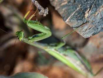 Close-up of insect on leaf