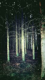 Trees in forest at night