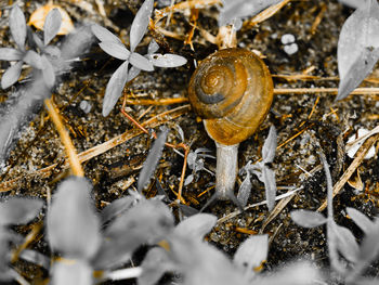 Close-up of snail on land