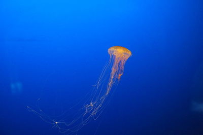 Close-up of jellyfish in blue sea