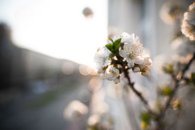 Close-up of white flowers blooming on tree