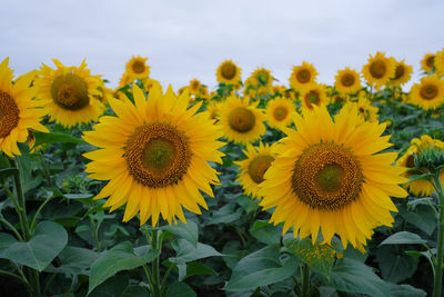 Close-up of sunflowers on flowering plants