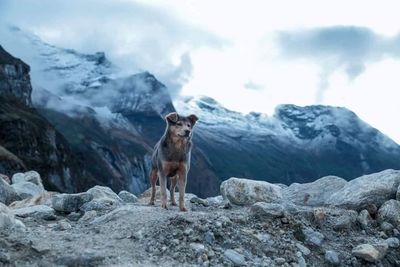 Dog looking away while standing against mountain