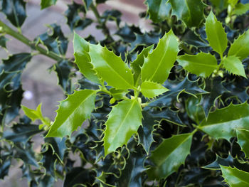 Close-up of fresh green leaves