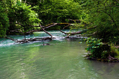 Scenic view of river in forest