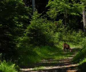 Horse walking in a forest