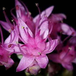 Close-up of pink flowers