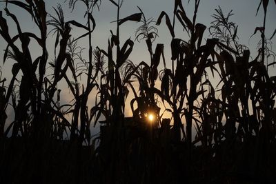 Low angle view of silhouette plants against sky during sunset