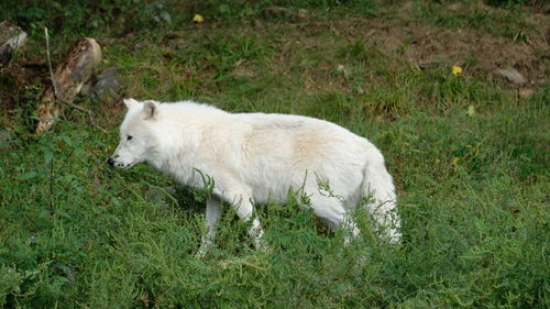 Sheep standing in a field