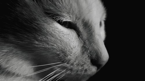 Close-up portrait of dog