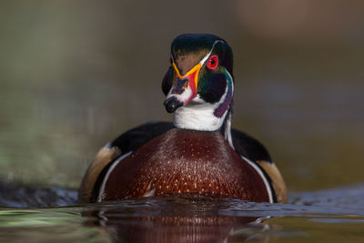 Close-up of duck swimming in lake