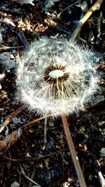 Close-up of dandelion flower