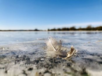 Close-up of frozen leaf on land against sky