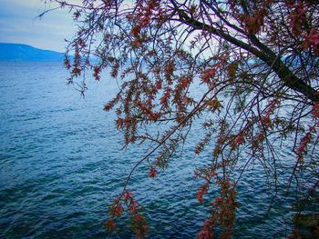 Close-up of tree by water against sky