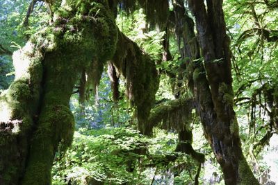 Low angle view of trees in forest