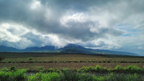 Dole pineapple plantation