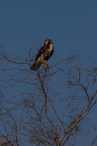 Low angle view of eagle perching on branch against sky