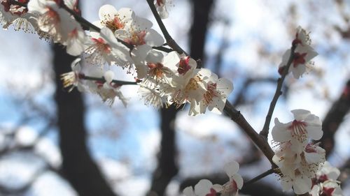 Apple blossoms in spring