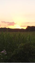 Scenic view of field against sky at sunset