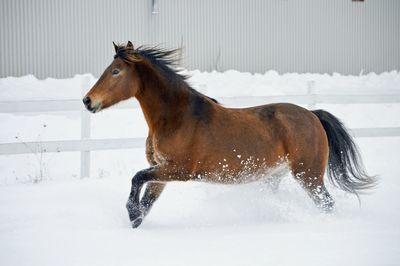 Horse running on snow field
