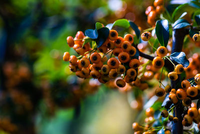 Close-up of flowering plant