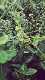 Close-up of fresh green plants