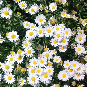 Full frame shot of daisies blooming on field