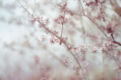 Close-up of pink cherry blossom