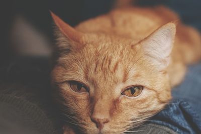 Close-up portrait of ginger cat