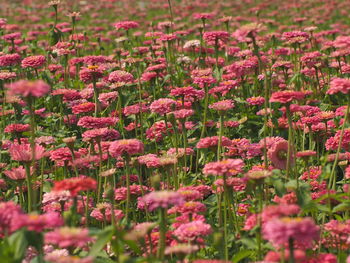 Close-up of pink flowering plants on field