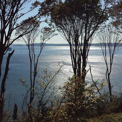 Bare trees by sea against sky