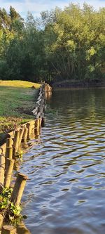 Scenic view of lake in forest