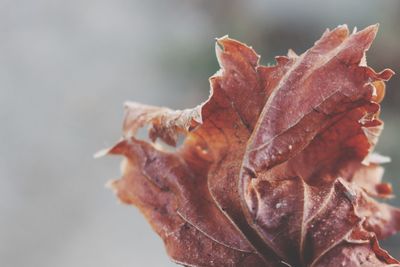 Close-up of dried maple leaves