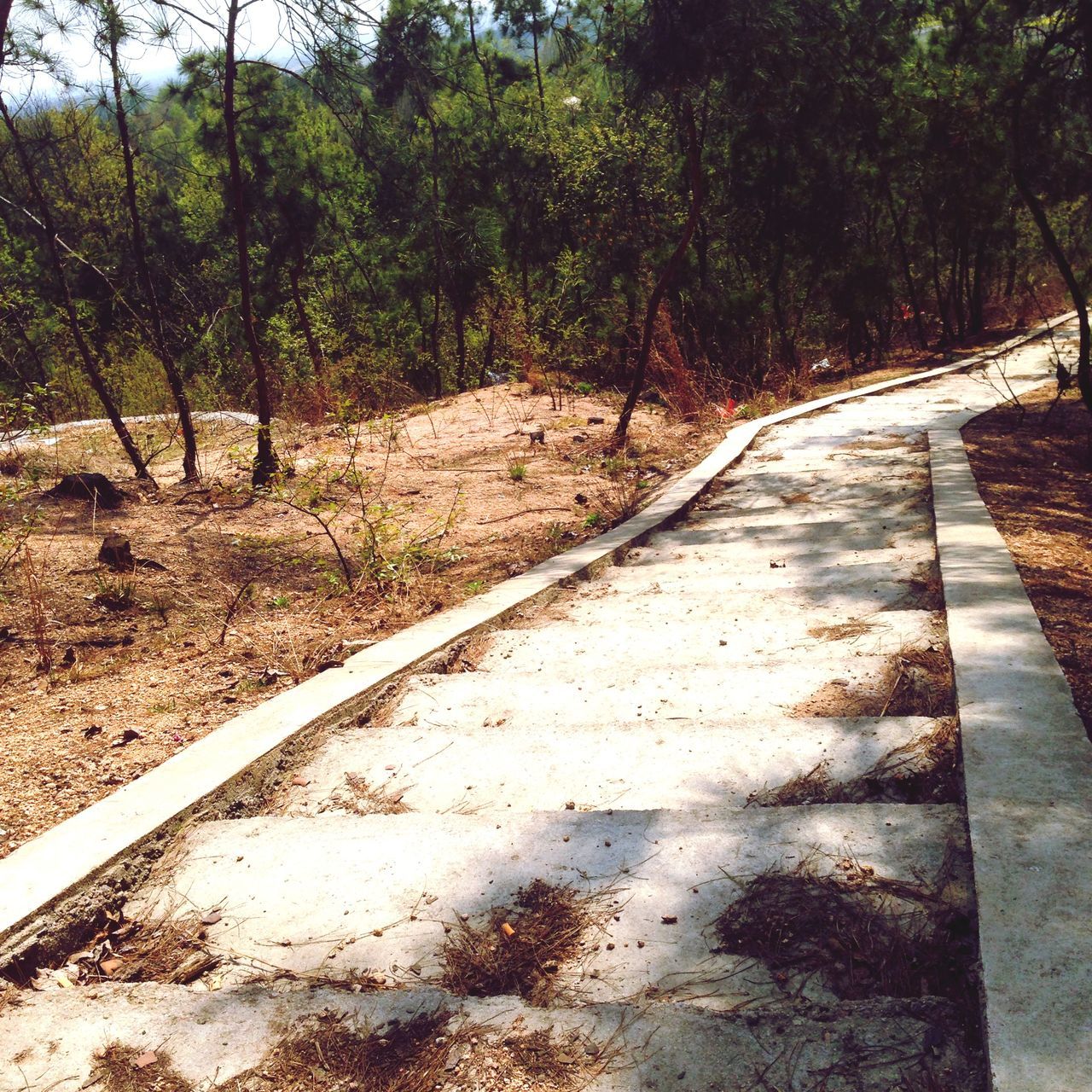 tree, the way forward, diminishing perspective, transportation, vanishing point, tranquility, forest, nature, tranquil scene, growth, railroad track, sunlight, dirt road, day, landscape, outdoors, long, road, no people, shadow