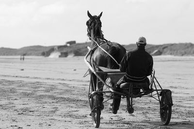 Man riding horse cart on sand at beach