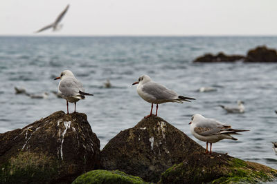 Seagulls perching on rock by sea against sky