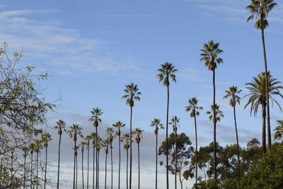 Low angle view of palm trees against sky